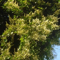 Poranopsis paniculata (Roxb.) Roberty